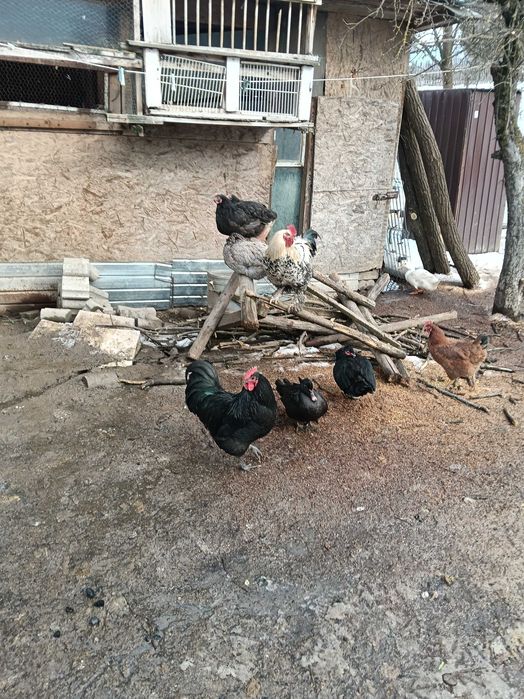 Vînd găini țărănești