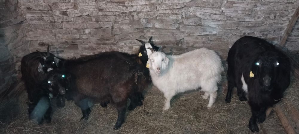 Продам коз 9 голов