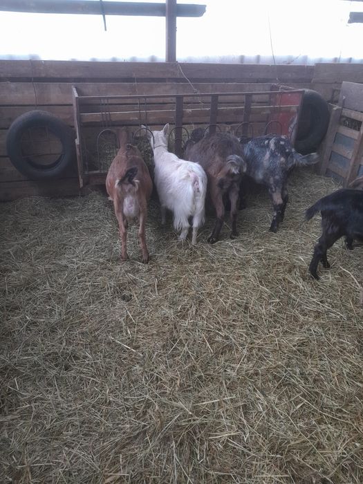 2  Capre de lapte și 7  iede