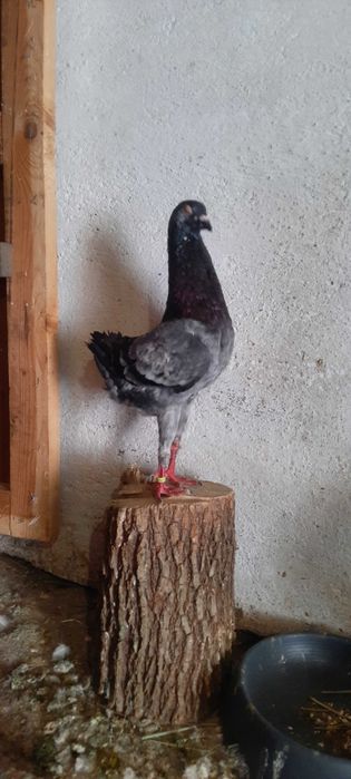Porumbei maltezi masculi si femele