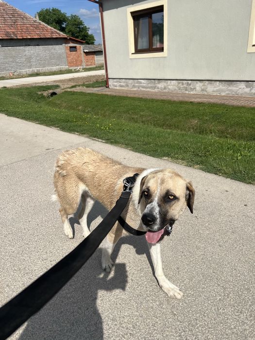 Kangal de donat, 2 ani, castrat, nu musca