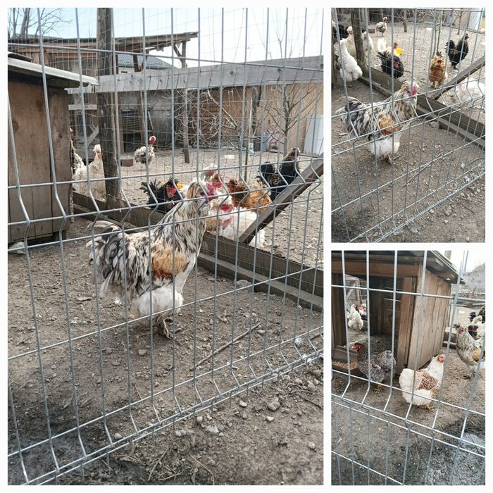 Oua pentru incubat gaini motate, barboase si motate frezate