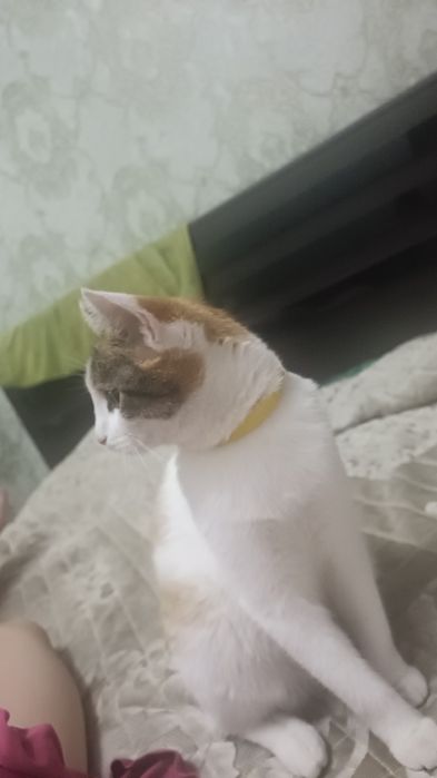 Кошечка 1 годик 6 мес