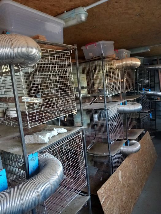 Cușca, cuști cincila sau iepuri