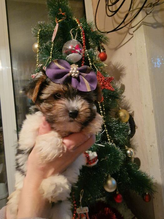 Мъжко Йорки бивър  супер подарък