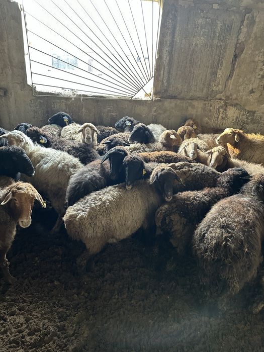 Шаруа қойлар сатамын