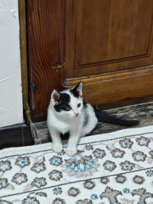 Котëнок в добрые руки