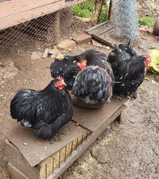 Cochinchina Pitic  Bobate