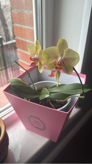 Продам Орхидеи комнатные цветы