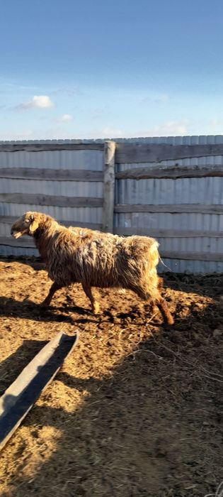 продам кошкара 1.5 года