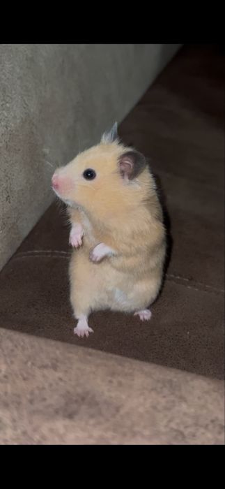 Shiringina Hamyak ismi mimi