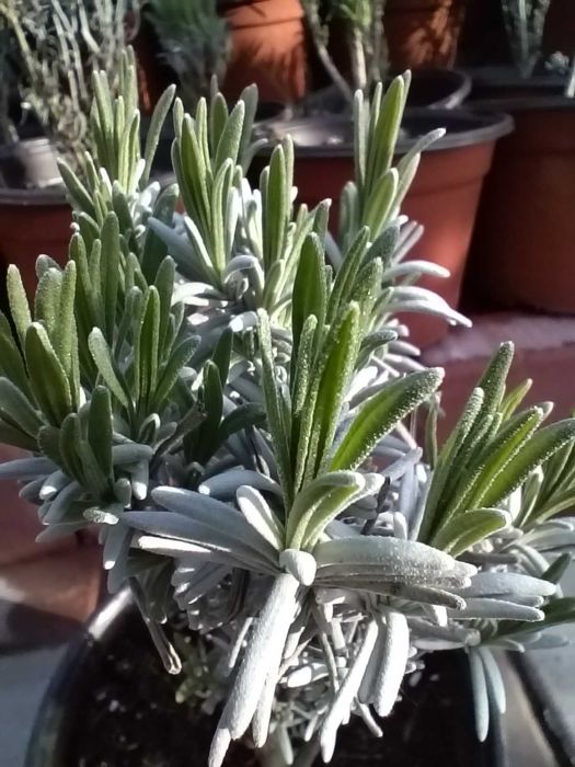 Lavandă Sevtopolis la ghiveci – plantă parfumată pentru grădină sau balcon