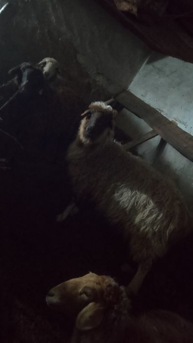 Продаётся Бараны