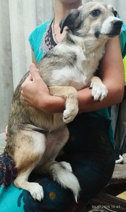 Собака в хорошие руки