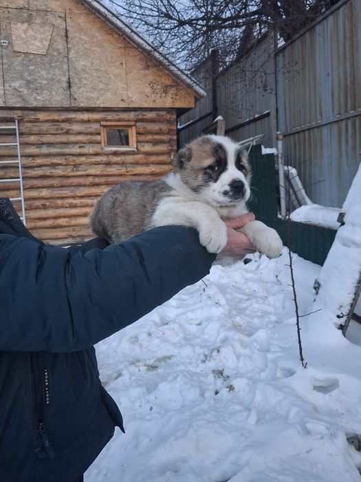 Щенки САО (алабай)