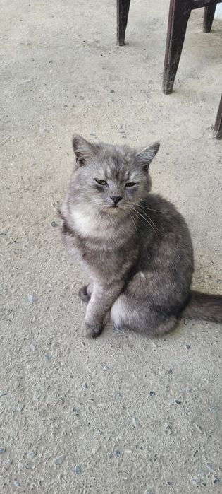 Здравствуйте Нашёлся кот, хозяева напишите
