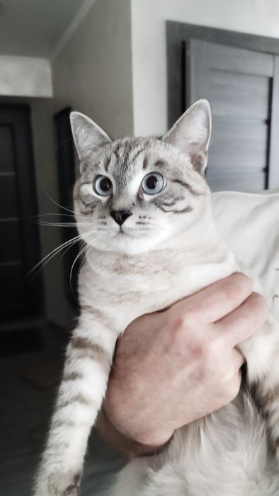 Отдам в добрые руки