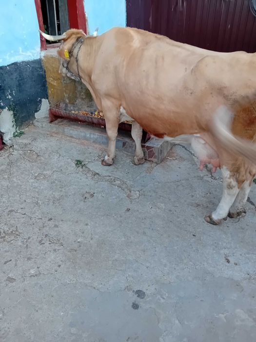 Vind vaca de 9 ani gestanta de 3 luni 15 litrii de lapte la zi