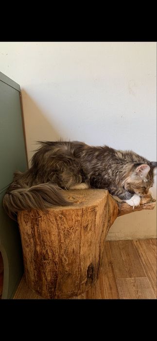 мейнкун (девочка) с родословной