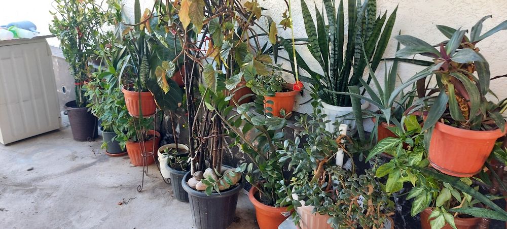 Домашние   цветы