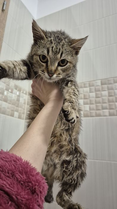 Peticel pisica blanda