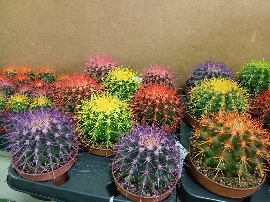 Кактусы микс разные от 2000тг