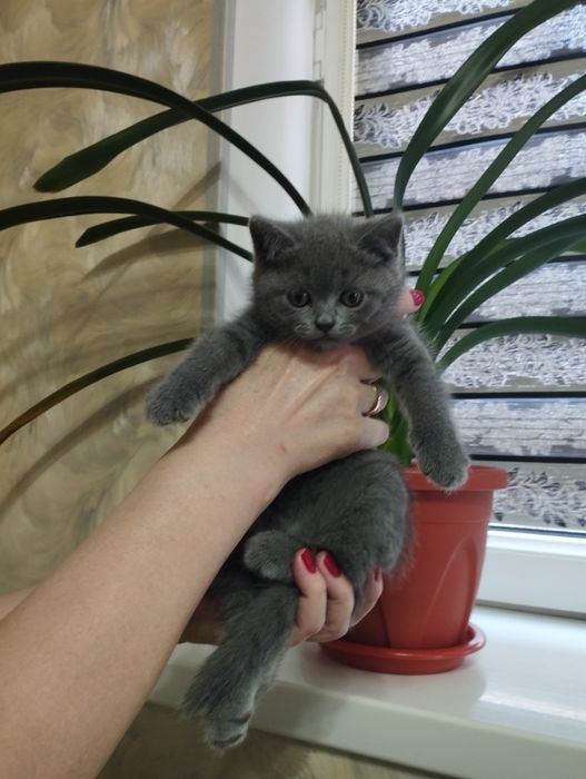 Продается шикарная кошечка