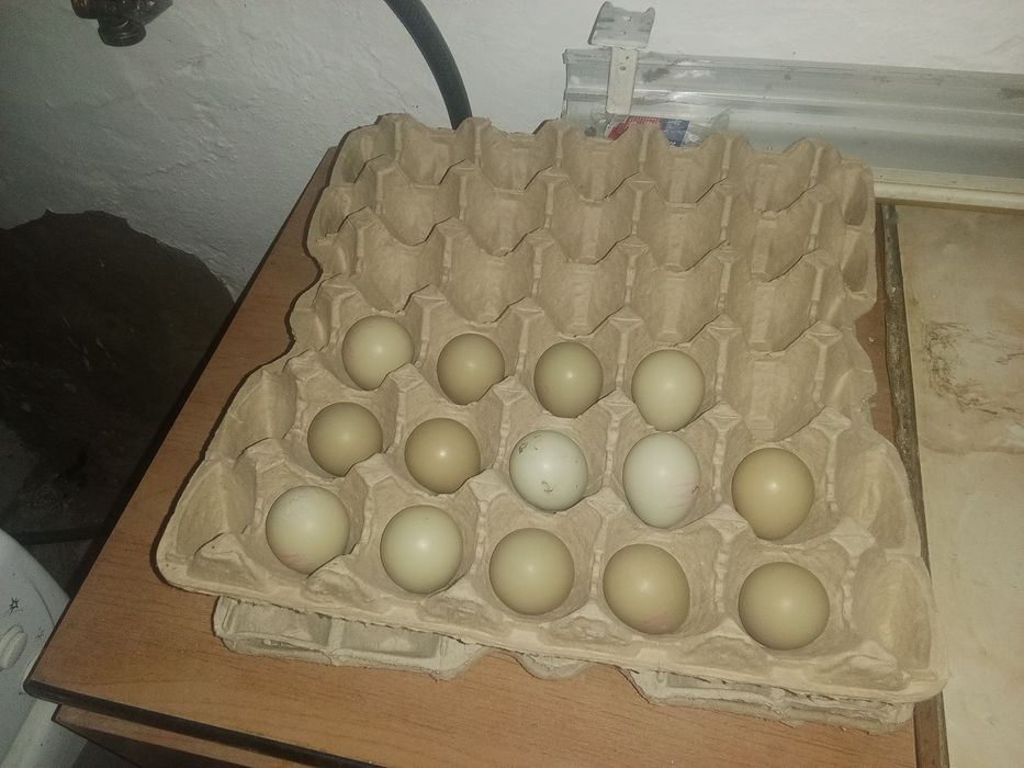 Қырғауыл жұмыртқасы