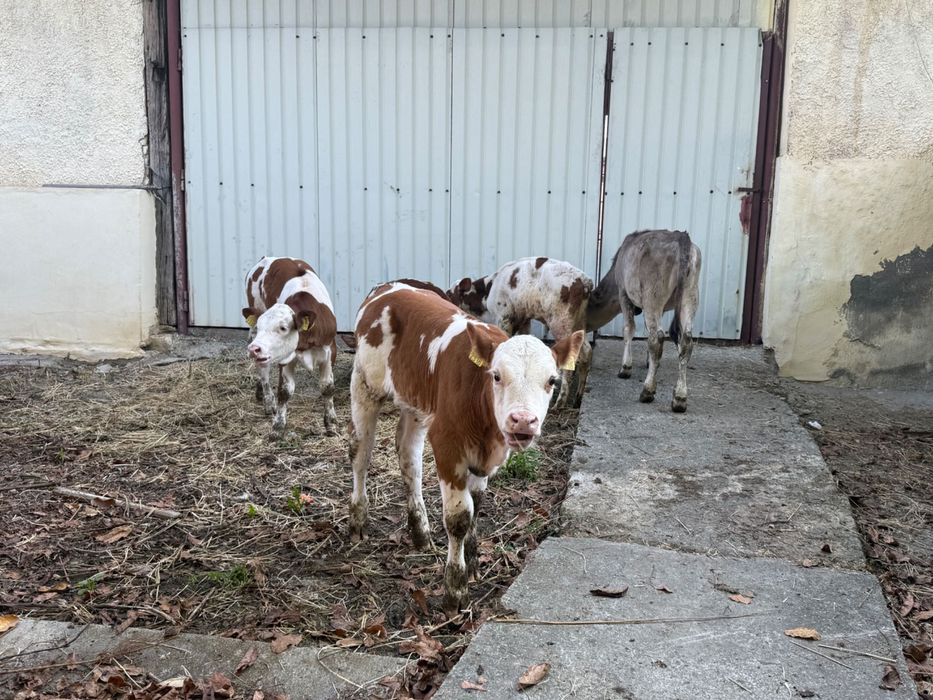 Vând 5 viței semi înțărcați
