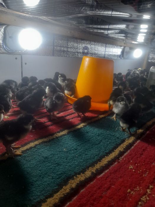 Andijon Qora tovuq jõjasi