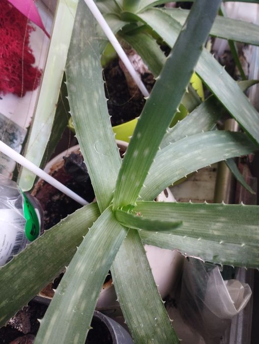 Aloe Vera originală