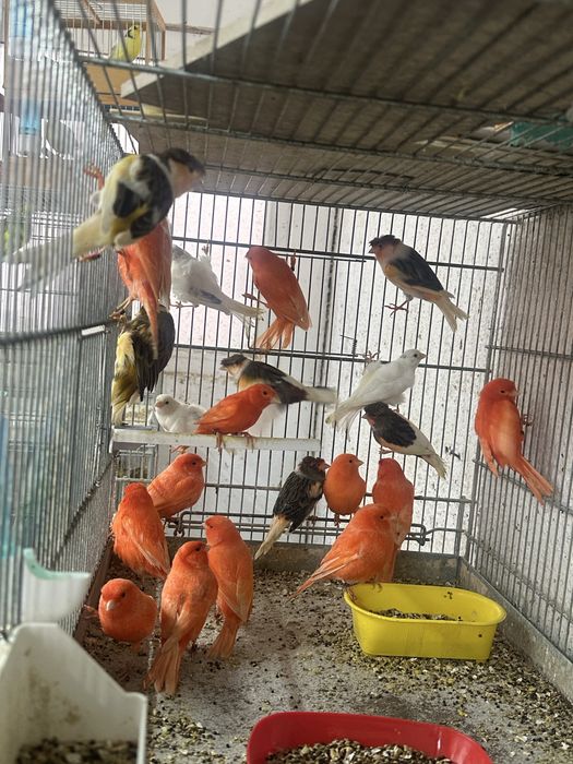 Canari diverse culori masculi/femele