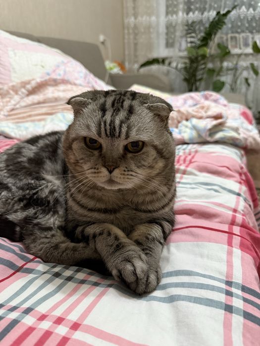 Вязка кот ищем девочку