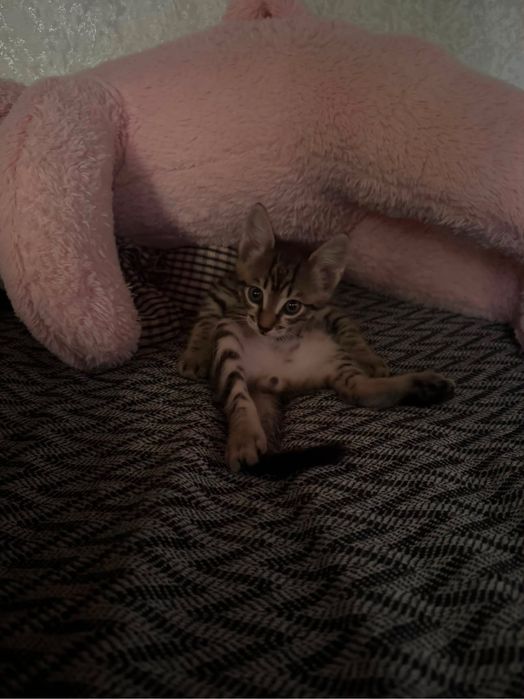 Котенок бесплатно