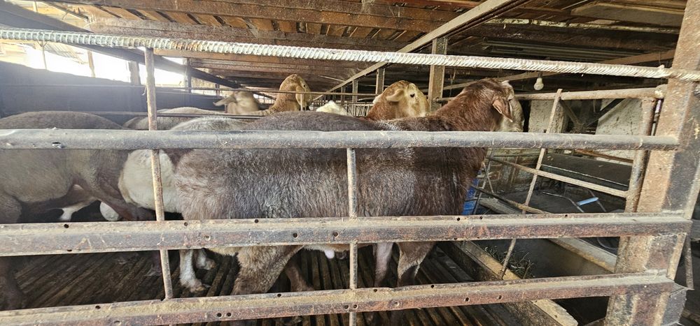 Кучкорлар Сотилади