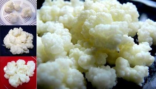 Подарявам тибетска гъба(кефир)