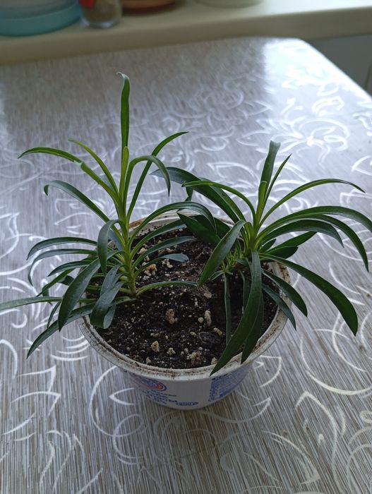 Продам гвоздику ампельную