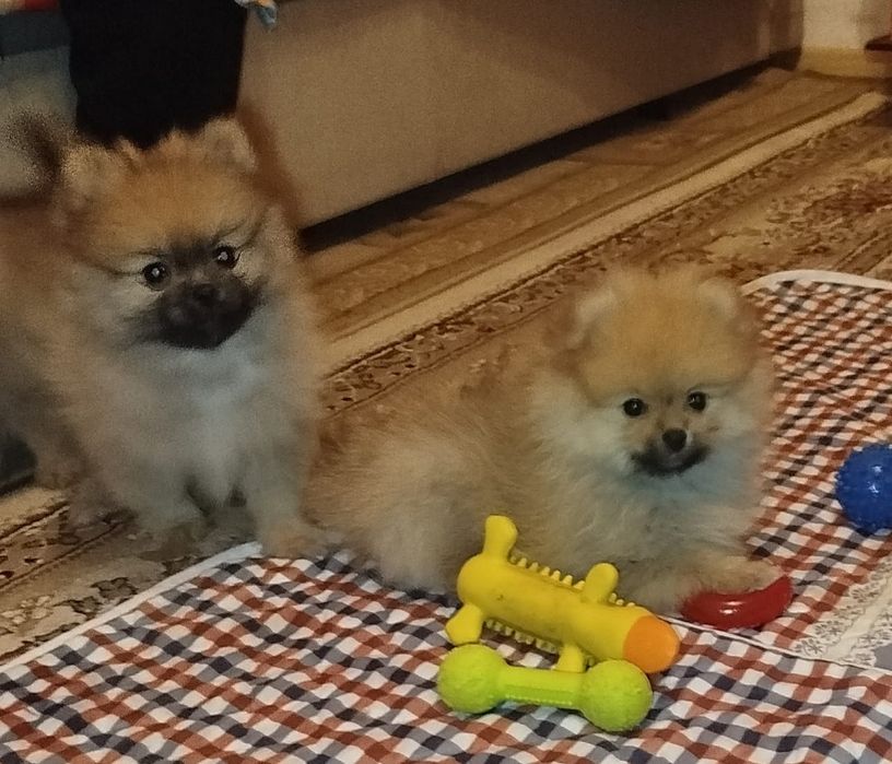 Детки померанского шпица