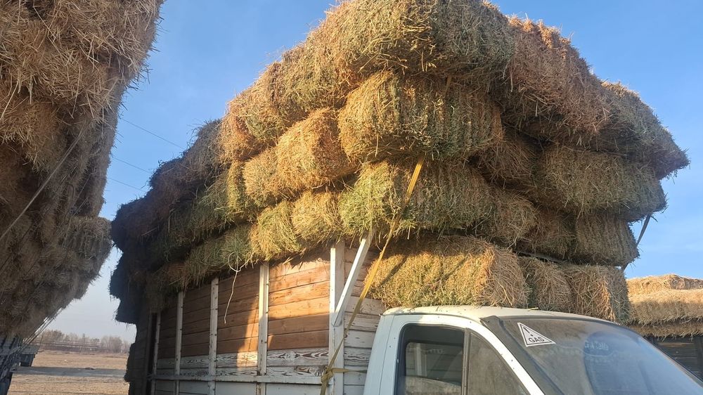 Жоңышқа 2000тг. Жап-жасыл.