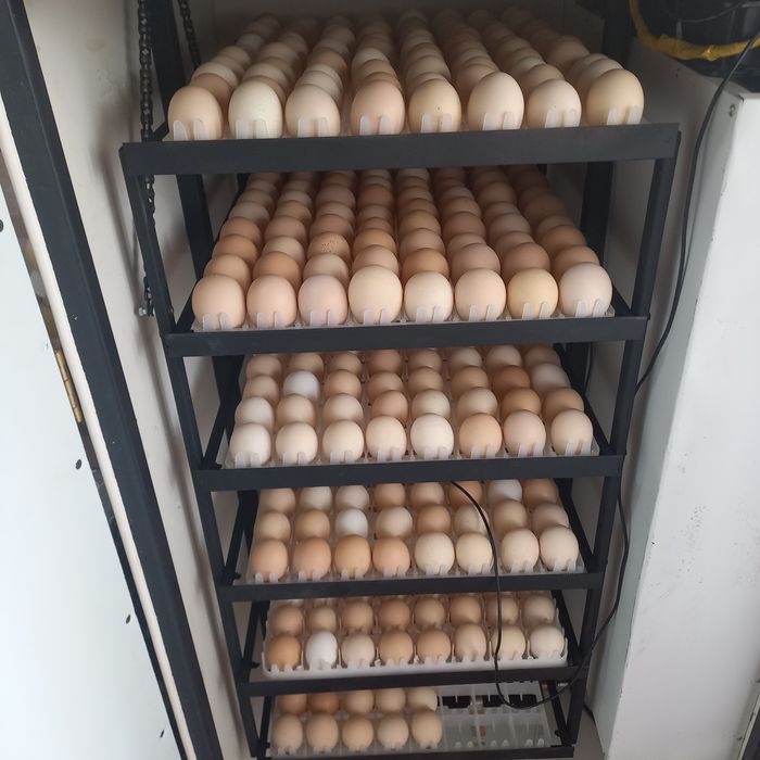 Цыплята 2,5  МЕСЯЦА породы Адлерская Серебристая.Цена 70 000.