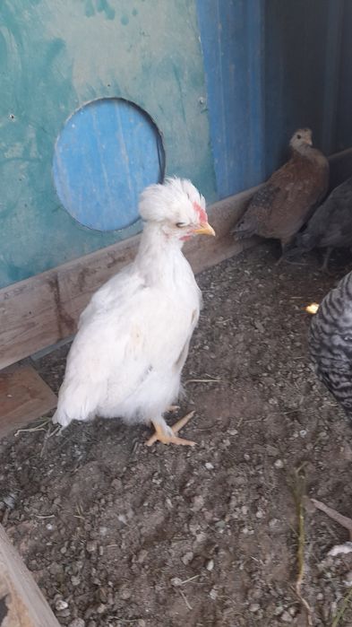 2 айлық әтеш балапандар бар