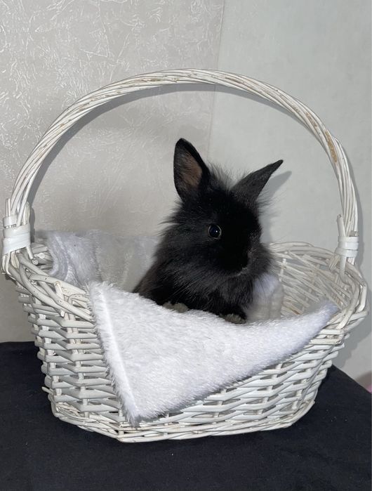 Кролики декоративные