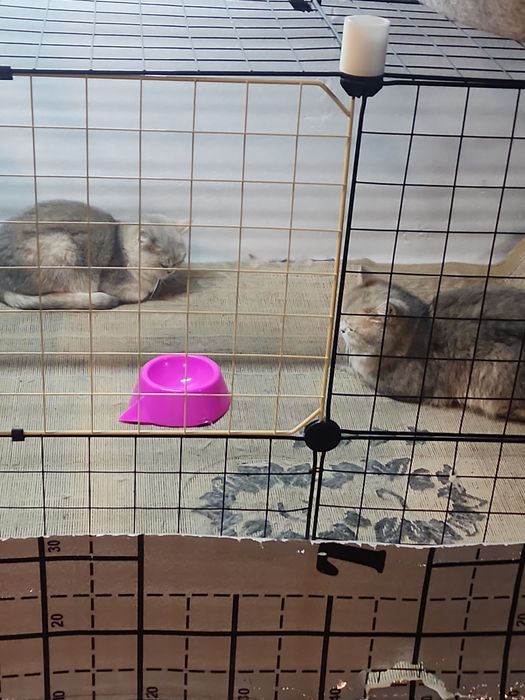 Вязка (текин) ва сақлаб туриш-передержка (пуллик)

Shotland fold mushu