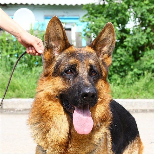 Девочки и мальчики немецкой овчарки