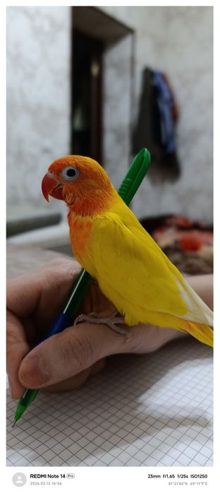 Ruchnoy popugay nerazluchka