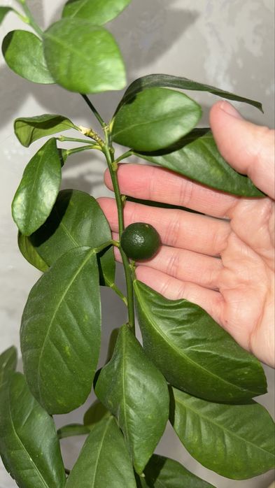 Продам мандариновое дерево