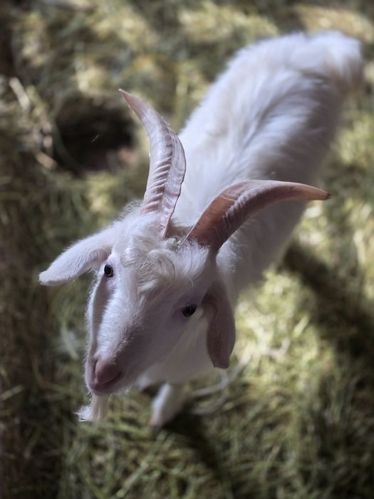 Продается безрогий козел ангорского типа