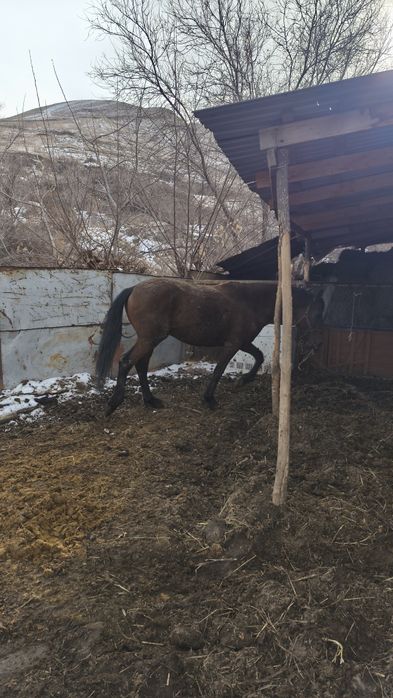 6 жасар семіз айғыр байланып тұрған