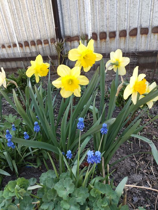 Сирень дерево (5лет)