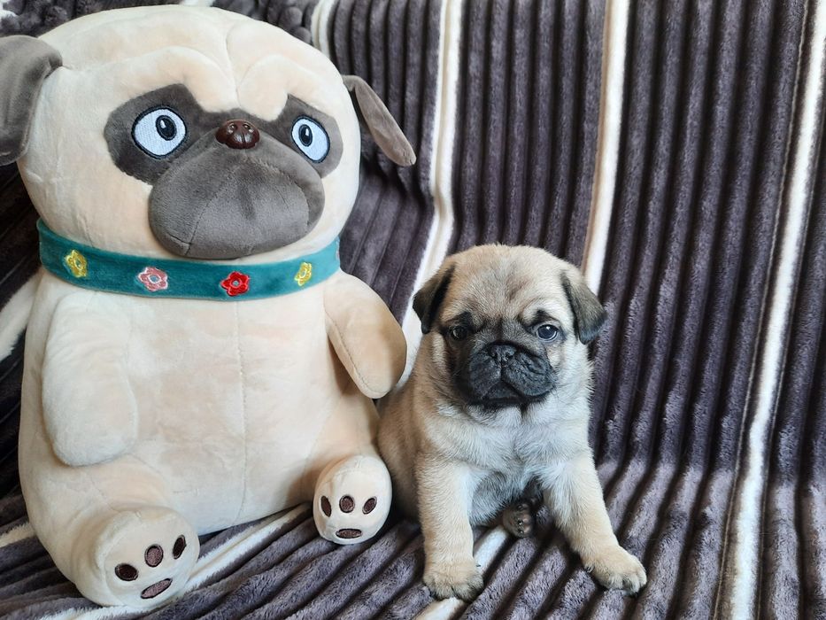 Продаются Мопсики